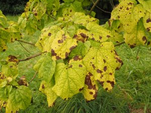 Catalpa speciosa ‘Frederik’