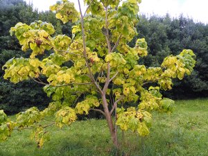 Catalpa speciosa ‘Frederik’