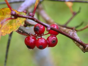 Crataegus combyi