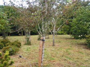 Crataegus ‘Paul’s Scarlet’