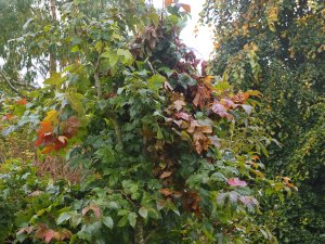 Liquidambar acalycina