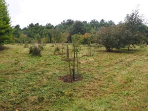 secondary grass cutting