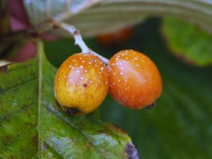 Sorbus wardii