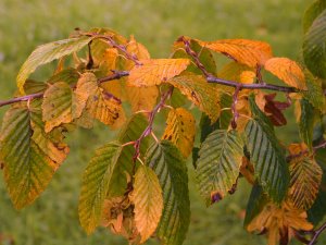 Carpinus betulus ‘Purpurea’