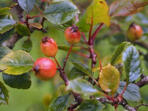 Crataegus aprica