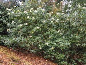 Hydrangea paniculata ‘Tardiva’