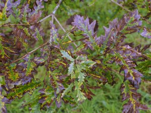 Quercus frainetto