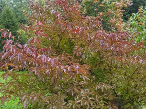 Stewartia monadelpha