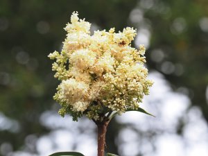 Syringa reticulata