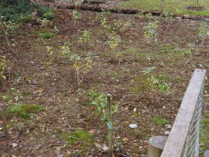 Young rhododendrons