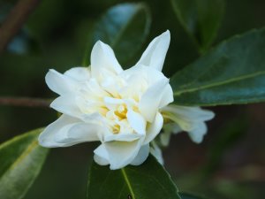 Camillia ‘Snow Flurry’