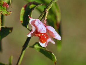 Euonymus huangi