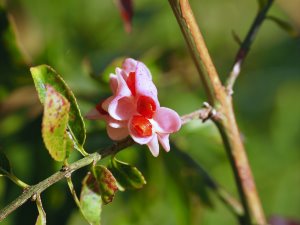 Euonymus huangi