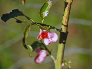 Euonymus huangi