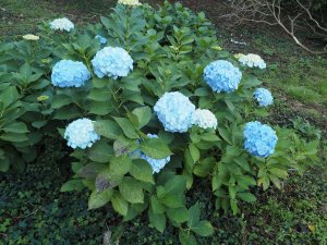 hydrangea ‘Joseph Banks’