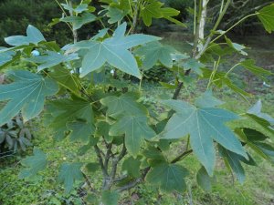 Liquidambar styraciflua ‘Lynn’