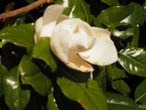 Magnolia grandiflora ‘Galissonniere’