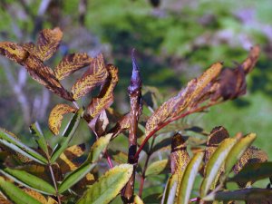 Sorbus matsumurana