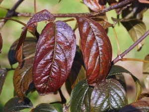 Staphylea colchica ‘Black Beauty’