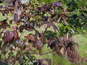 Staphylea colchica ‘Black Beauty’