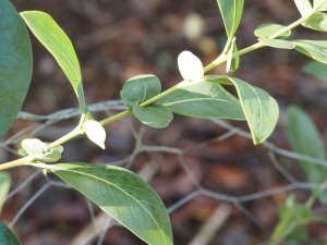 Azara uruguayensis