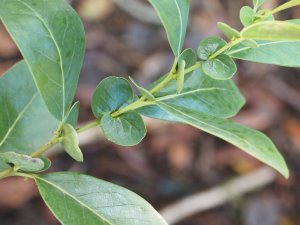 Azara uruguayensis