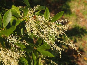 Clethra pringlei