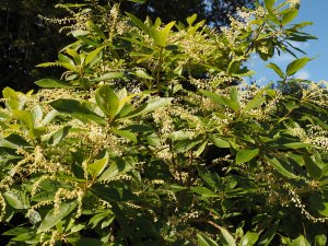 Clethra pringlei