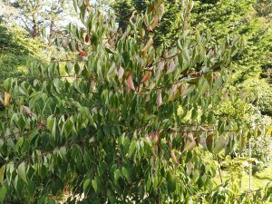 Cornus macrophylla