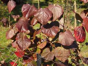 Disanthus cercidifolius