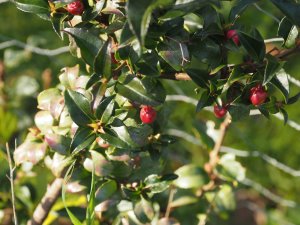 Euonymus echinatus