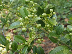 Euonymus tonkinensis