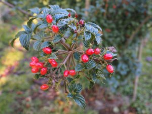 Viburnum hoangliense