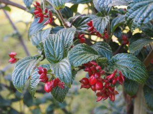 Viburnum hoangliense