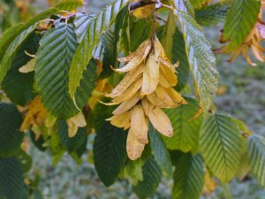 Carpinus betulus ‘Purpurea’