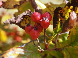 Crataegus calpodendron