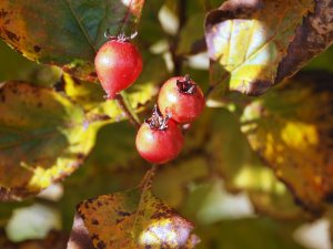 Crataegus calpodendron