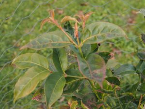 Euonymus kachinensis