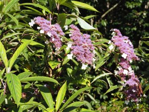 Hydrangea aspera