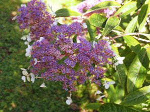 Hydrangea aspera