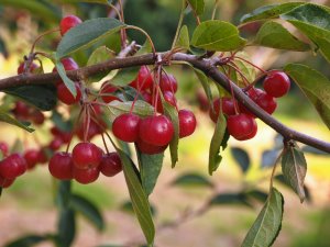 Malus hupehensis