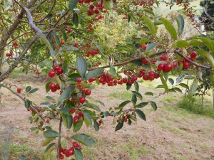 Malus hupehensis