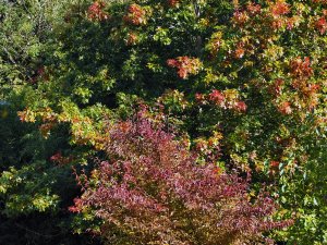 Quercus palustris and Stewartia monodelpha