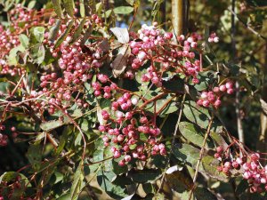 Sorbus hupehensis