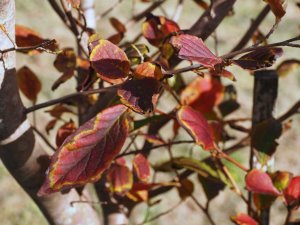 Stewartia pseudocamellia ‘Koreana Group’