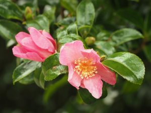 Camellia sasanqua