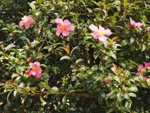 Camellia sasanqua