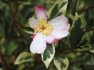 Camellia sasanqua ‘Variegata’