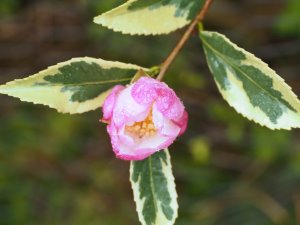 Camellia sasanqua ‘Variegata’