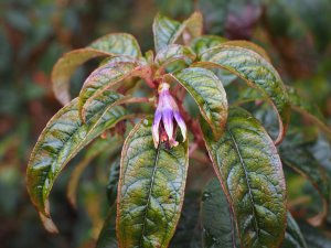 Fuchsia exorticata